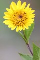 winterharte Sonnenblume